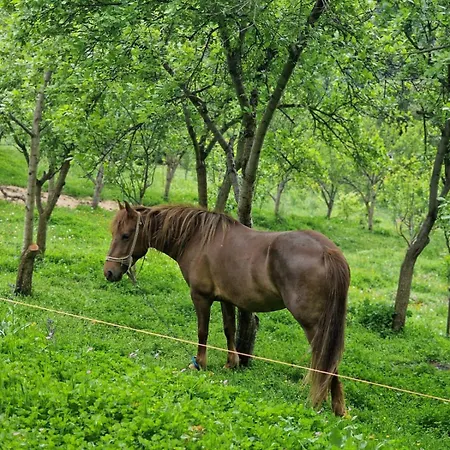 Domacinstvo Ristovic بيت للعطل